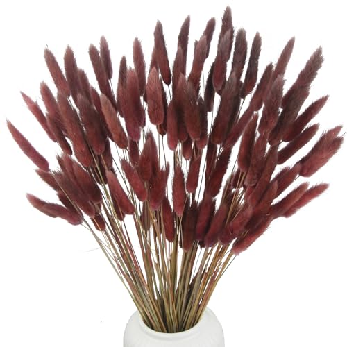 CITYES 120 Pcs Dried Bunny Tails Flower Lagurus Ovatus Natural Dried Flowers Rabbit Tail Grass Dried Pampas Grass Floral Arrangement for Boho Decor Wedding Home DIY Farmhouse Table Dark Brown - color: Brown