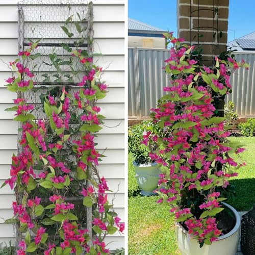 CITYES Artificial Bougainvillea Flowers Garland Fuchsia Silk Bougainvillea Vines UV Resistant Realistic Faux Hanging Flowers Plants for Outdoor Outside Summer Decoration Porch Patio Balcony Yard Wall - color: Fuchsia