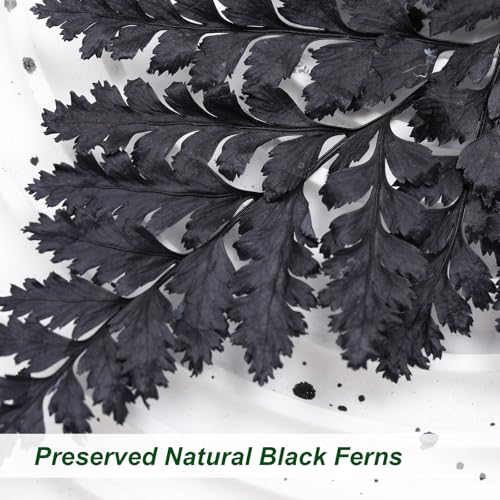 Fern Preserved Black Ferns, 10 PCS Dried Boston Fern with Stems, 15'' Real Leaves for Dried Flowers Arrangements Wedding Garland Bouquets Home Party Centerpiece Table Decorations Vase Filler