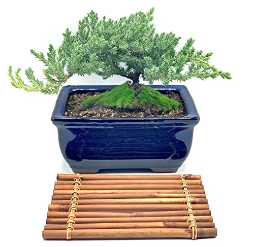 Live Dwarf Juniper Bonsai Tree 7 Year Old with Hand-Made Bamboo Stand | Juniper or Jade Bonsai Tree | Indoor/Outdoor | 100% Handcrafted| Home and Office Décor | Best Gift for Holiday - color: Juniper Mb