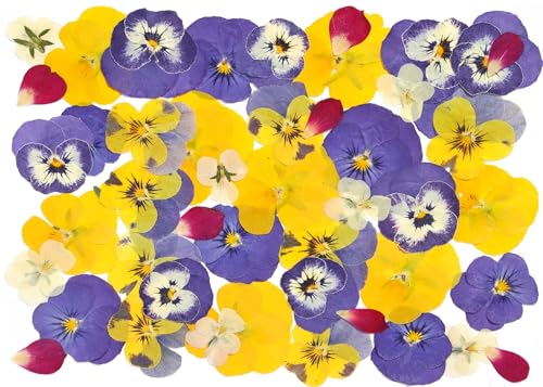 48 Pcs Mix Natural Dried Flowers for Cake Decorating, Real Dry Flower for Resin Jewelry Making, DIY Art Crafts (Pansy) - color: Pansy