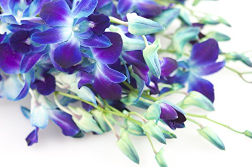 KaBloom-20 Blue Orchid Bouquet,Flowers for Valentine, Mother's Day - color: Blue, size: 20 count, style: With Vase