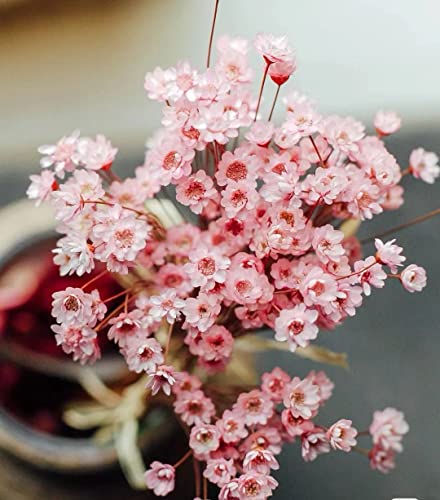 Natural - Dried - Flowers Brazilian Small Star Daisy Dried Decorative Mini Chamomile Bouquet for Wedding Floral Arrangements Home Decorations Valentine's Day Gifts (200 Stems) (Pink) - color: Pink