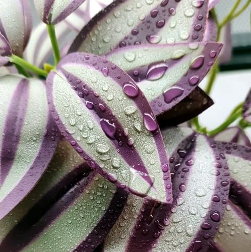 2Pack Reptile Fake Plants for Terrarium, Amphibian Habitat Decor Artificial Hanging Plants with Suction Cup, Artificial Leaves for Snake Tank Accessories.-Zebrina Purple - color: Zebrina