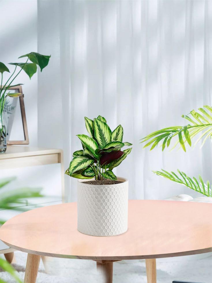 Docrin Ceramic Planters Indoor, 8 Inch Plant Pot with Drainage Holes for Home/Office - White Honeycomb - color: White - 1pcs
