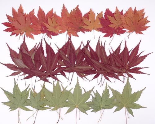 48 Pcs Dried Pressed Fall Maple Leaf for Cake Decorating, Seasonal Decor, Natural Dried Leaves Herbs kit for Resin Jewelry Making Soap and Candle Making (Maple Leaf) - color: Maple Leaf