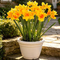 Hananona 10 Pcs Artificial Daffodils Flowers Narcissus Faux Spring Flowers Fake Silk Daffodil Flower Arrangement for Indoor Outdoor Home Wedding Decor (10, Yellow)