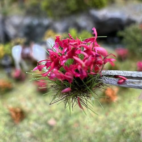 120 Pcs 8-Color Miniature Tea Garden Grass Tufts - Static Artificial Grass Plants for Diorama, Model Railway, Train Scene Decoration, Ages 14+ (0.8cm)(Rose Red) - color: Rose Red