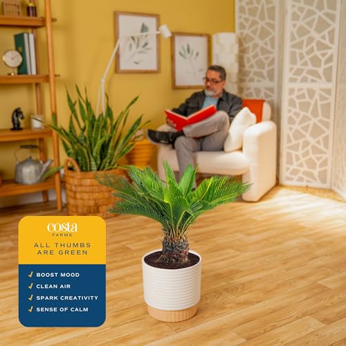 Costa Farms Sago Palm Live Plant in Decorative Pot, Easy to Maintain Large Indoor Houseplant, Perfect for Home, Room, or Office Decor, Great House Warming or Birthday Gift, 2-3 Feet Tall - style: Palm, Large (2-3 Feet Tall), in Decorative Plant Pot
