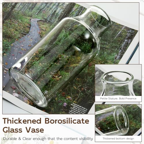 Clear Glass Vase, Small Glass Flower Vase, 7.6 inch Mini Vase for Home, Wedding, Living Room, Dining Table - size: 3.5"W x 7.6"H