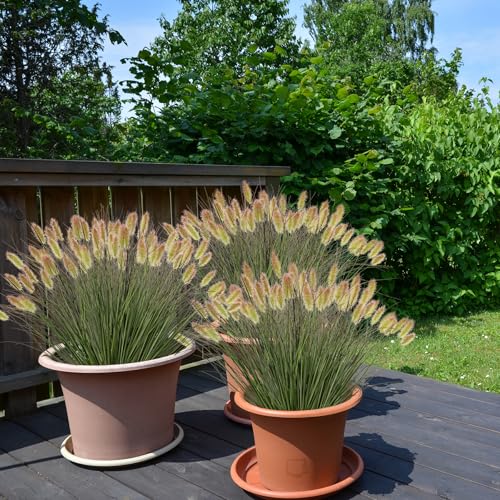 Ttranewsoo Artificial Grass, Fake Grass, Artificial Shrubs, Wheatgrass Cattails Fake Grass Decorations, Artificial Plants, Ornamental Grass, Outdoor Fake Grass, Green Leafy Decorations (12PCS) - color: Green12