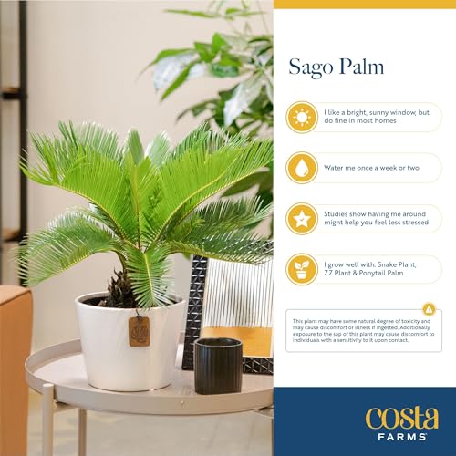 Costa Farms Live Sago Palm, Easy to Grow Live Indoor Plant, Houseplant in Plant Pot, Home and Room Decor, 1 Foot Tall - style: Palm, Medium (14-16 Inches Tall), in Decoarative Plant Pot