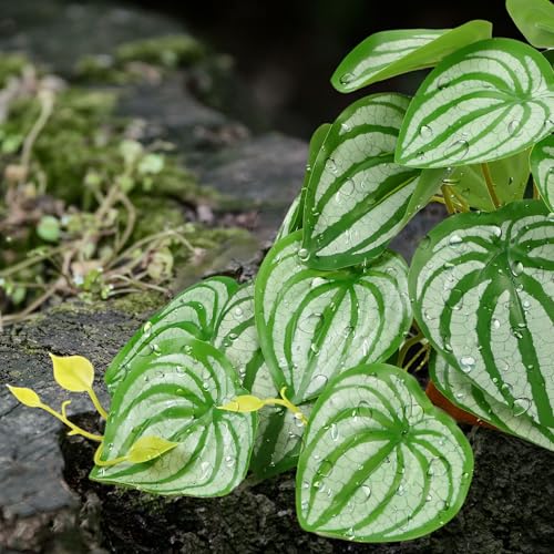 Reptile Plants for Terrarium, Amphibian Habitat Decor Plant, Artificial Plants for Gecko Lizard Chameleon Ball Python Snake with Base，Bearded Dragon Tank Decorations - Fake Calathea Orbifolia - color: Fake Calathea Orbifolia