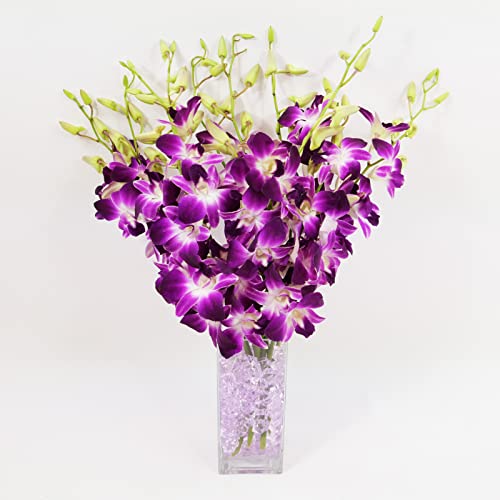 Athena’s Garden Fresh Cut Orchids Purple 10 Stems Sonia Dendrobium Orchids Flowers with Vase and Rocks - size: 10 Stems with Vase