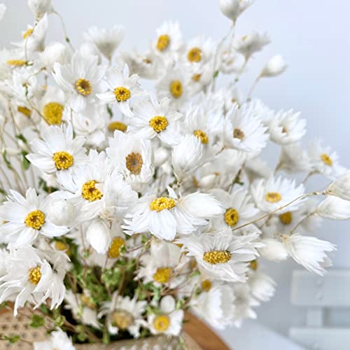Dried Daisy Flowers Bouquet, 200+ Real Dry White Flowers with Stems, 17'' Gerber Daisies Arrangements for Wedding, Farmhouse Vase Decorations, DIY Home Party Wildflower Decor