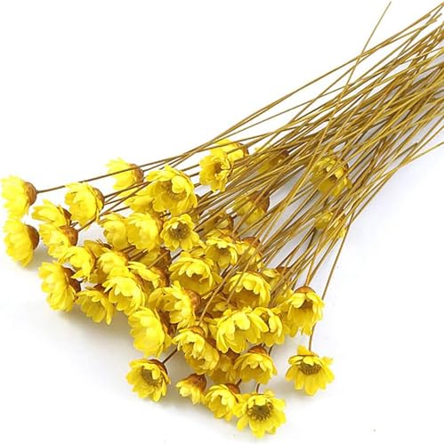 100 Stems Natural Dry Flowers Brazilian Small Star Daisy Decorative Dried Flowers Mini Daisy Chamomile Bouquet for Wedding Floral Arrangements Home Decorations (Autumn Color) - color: Autumn Color