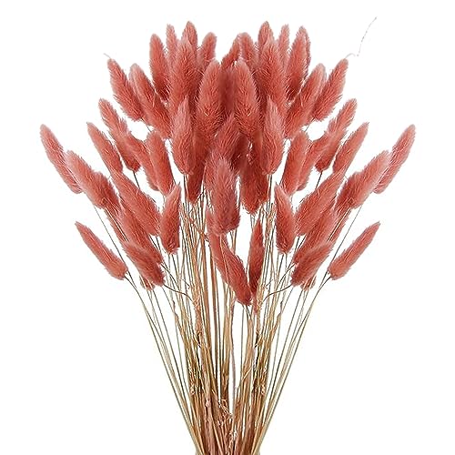 60pcs Dried Bunny Tails Flowers Red Brown Pampas Grass Natural Dried Floral Arrangement Dry Flowers for Halloween Christmas Boho Decor Home Wedding DIY… - color: Red Brown