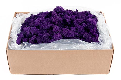 SuperMoss (21798) Reindeer Moss – Soft Preserved Moss for Home Decor, Crafts, Terrariums, Floral Design, and Wedding Decorations, 2,588 cu in, Purple - color: Purple, size: Appx. 10 lb Bulk Case