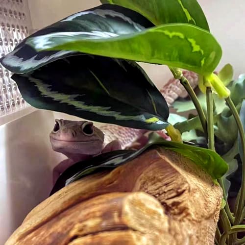 Reptile Plants for Terrarium, Amphibian Habitat Decor Artificial Hanging Plants with Suction Cup, Artificial Plants for Gecko Chameleon Snake Tortoise Tank Accessories. 2-Pack (Calathea makoyana) - color: (Calathea Makoyana