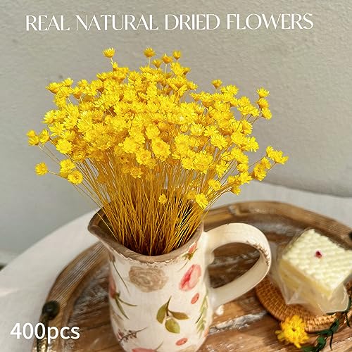 Natural - Dried - Flowers Brazilian Small Star Daisy Dried Decorative Mini Chamomile Bouquet for Wedding Floral Arrangements Home Decorations Valentine's Day Gifts (200 Stems) (Yellow ) - color: Yellow