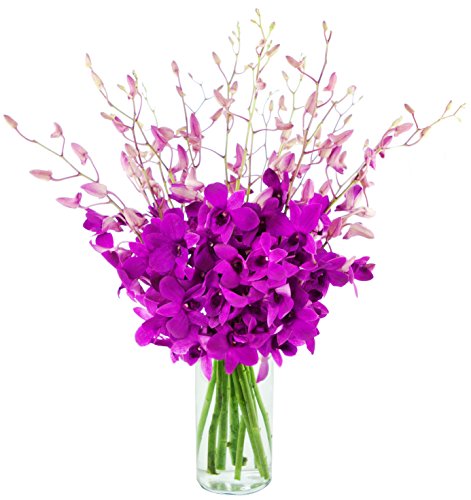 KaBloom - The Ultimate Orchid Bouquet Of Exotic 20 Purple Orchids with Vase - Fresh Flowers for Birthday, Valentine's & Mother's Day