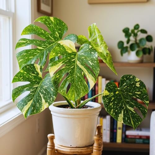 Variegated Monstera Plant Live, Monstera Live Plant, Philodendron Tropical Houseplants, 5 to 7 Inc Tall