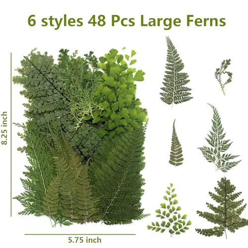 48 Pcs Mix Natural Dried Pressed Ferns for Cake Decorating, Real Dried Greenery for Resin Jewelry Making, DIY Art Crafts (Fern) - color: Fern