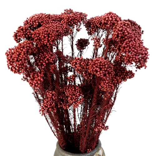 Natural Preserved Millet Flowers Dried Bouquet Flowers and Plants Arrangements for Home and Wedding Decoration (Wine Red) - color: Wine Red