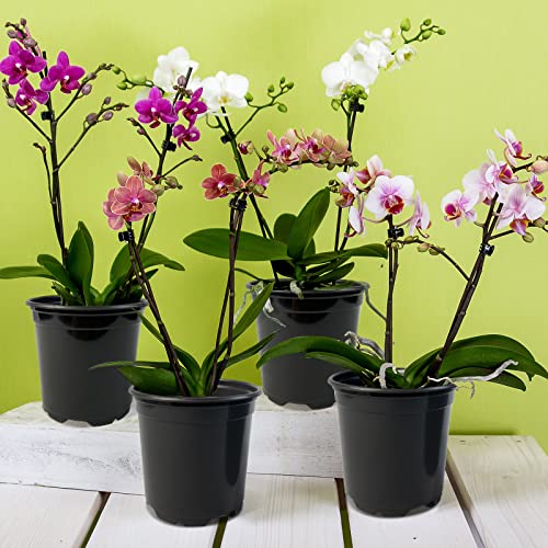 RAOOKIF 100 Pack Nursery Pots, 4 5 6 Inch Nursery Pot for Plants, Plastic Plant Pots with Drainage Holes, Garden Flower Pots for Transplanting, Succulents, Cuttings, Seedlings(5inch,100pcs) - size: 5 Inch