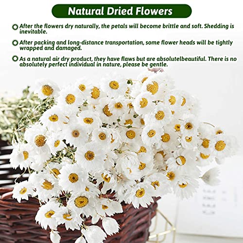 Dried Daisy Flowers Bouquet, 200+ Real Dry White Flowers with Stems, 17'' Gerber Daisies Arrangements for Wedding, Farmhouse Vase Decorations, DIY Home Party Wildflower Decor
