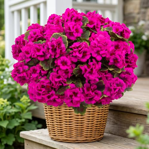 lovemoon 8 Pcs Artificial Geranium Plant Realistic Silk Flowers for Outside UV Resistant Faux Geraniums Flowers for Indoor Outdoor Home Garden Office Decoration (8, Rose Red) - color: Rose Red