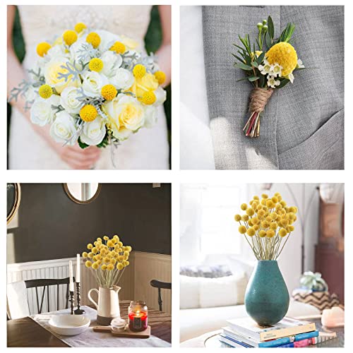 Uieke 30Pcs Natural Dried Flowers Dried Craspedia Billy Balls Flowers Billy Buttons 16" Yellow Flowers Arrangements Bouquet for Boho Farmhouse Wedding Home Vase Party DIY Decor - color: Yellow-25mm-30pcs