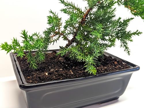 6" Juniper Bonsai Tree Live Indoor Outdoor Houseplant Real Ceramic Pot