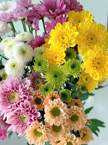 20 Stems Fresh Cut Random Mixed Color Daisy Flowers Long Blooming Period Hydroponic Flower Arrangement Suitable For Home Decoration Birthday, anniversary Healing Sympathy Friendship and Love