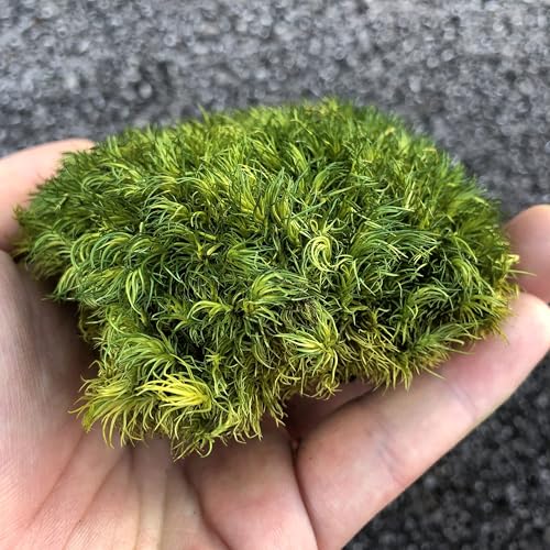 Preserved Pole Moss Pillow Bun Cushion Natural Decorative Real Natural Green DIY Kit Gardenning Art Wall Decor Florist Decor Easter Table Decor Wedding(1.5 sq.ft, Green-A) - color: Green-a, size: 1.5 sq.ft.