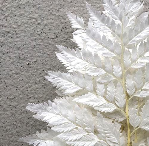 Preserved Real Ferns Dried Fern Tips Stems Wedding Garlands Home Decorations Bouquets Flower Arrangements Wall Hanging Dried (White)(10 Stems) - color: White-f-10