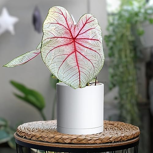 D'vine Dev 2 Pack 5.5 Inch Modern Plastic Plant Pots, Small Garden Planters for Plant with Drainage Holes and Saucers, White Color, 74-Z-H-1 - size: 5.5"