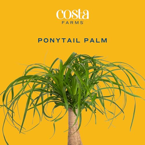 Costa Farms Ponytail Palm Live Plant in Decorative Pot, Easy to Maintain Indoor Houseplant, Perfect for Home, Room, or Office Decor, Great House Warming or Birthday Gift, 12-24 Inches Tall - style: Palm, Medium (1-2 Feet Tall), in Decorative Plant Pot