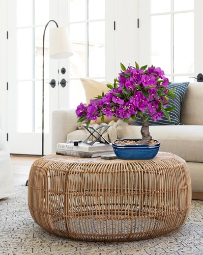 Briful Artificial Bougainvillea Bonsai Tree 18.5" Silk Bougainvillea Plant with Blue Pot Fake Bougainvillea Floral Tree for Home Office Room Desk Shelf Zen Décor(Purple) - color: Purple Blue