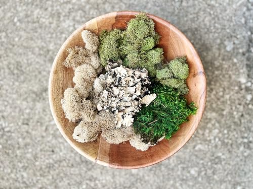 The Moss Collection Variety Pack - Natural Decorative Moss - Crafts, Home Decor, Art, Design & DIY Projects - Non-Toxic - Made in USA - Original, Small - color: Original, size: Small