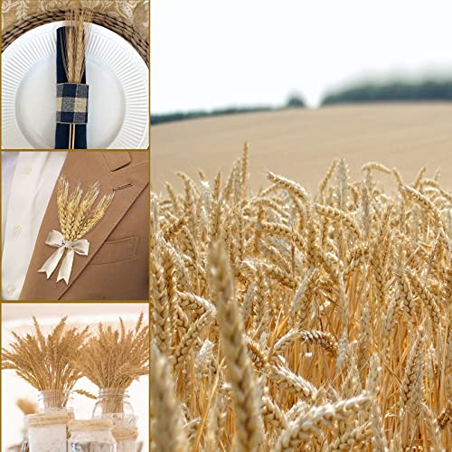 Uieke 600 Stems Dried Wheat Stalks, 17.7 Inches Dried Flowers 100% Natural Wheat for Home Kitchen Wedding Party Table Centerpiece Harvest Wreath Boho Farmhouse DIY Decoration - color: 600 Pcs
