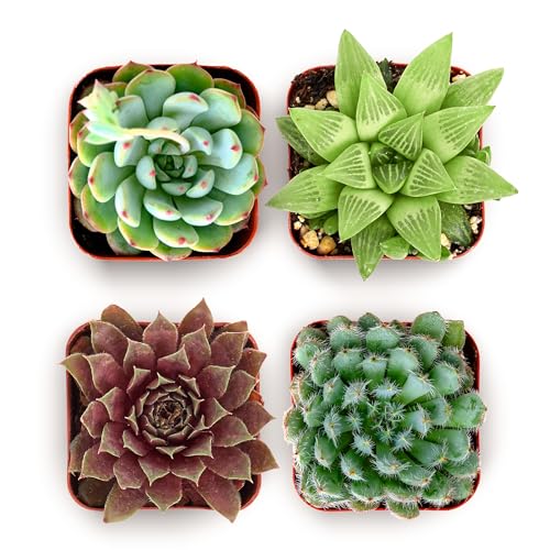 Shop Succulents Echeveria & Rosette Live Succulent Variety Pack – Fully Rooted 2" Potted Plants for Gifts, Favors, DIY Projects, Terrariums, Home Décor, and Garden Arrangements, 4 Pack - color: Pack of 4