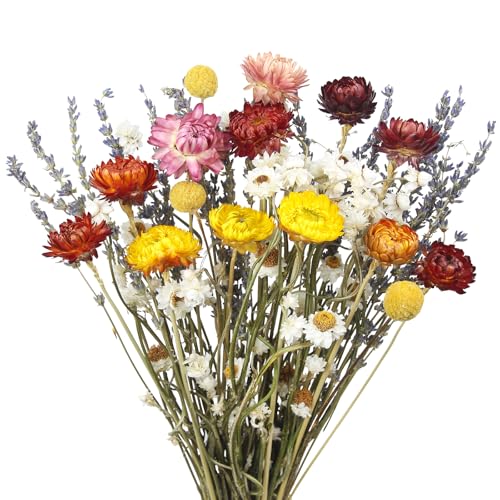 Dried Daisy Flowers Bouquet Natural Lavender Bundles Dried Gerber Daisies Craspedia Flowers Dried Daisies Multicolor Floral Arrangements for Wedding Party Table Centerpiece Decor Farmhouse DIY - color: Multi Color