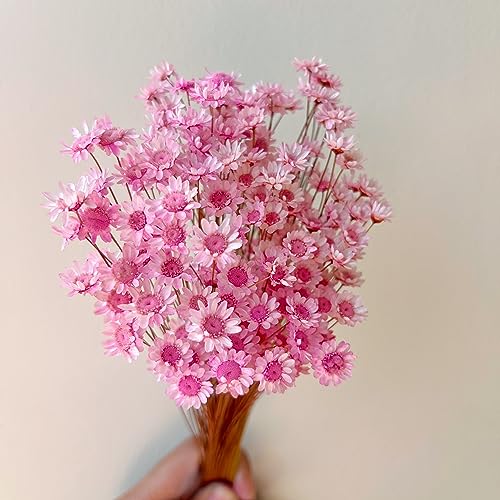 Natural - Dried - Flowers Brazilian Small Star Daisy Dried Decorative Mini Chamomile Bouquet for Wedding Floral Arrangements Home Decorations Valentine's Day Gifts (200 Stems) (Pink) - color: Pink