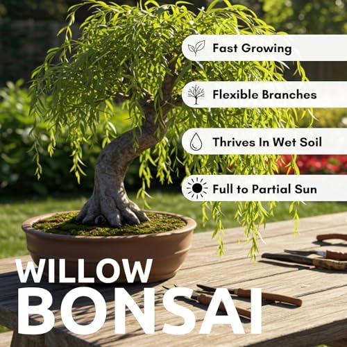 Dwarf Weeping Willow Bonsai Tree Cutting – Live Weeping Willow Cutting for Growing Your Own Cascading Willow Bonsai Tree – Fast-Growing, Hardy, Easy to Grow