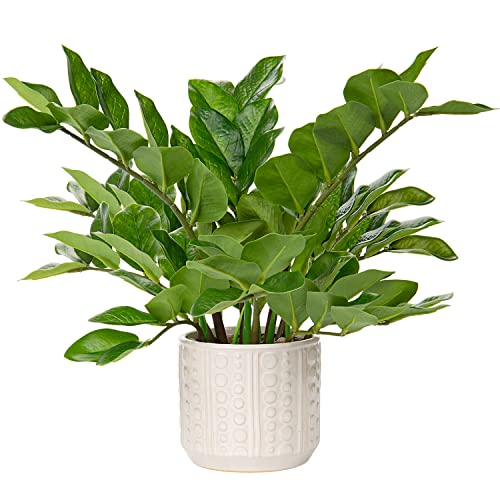 Briful Faux Plants Indoor 17" Artificial ZZ Plants in Ceramic Pot Fake Potted Zamioculcas Silk Plants for Home Table Decor Bedroom Aesthetic (1Pack) - color: Faux Plants With Ceramic Pot