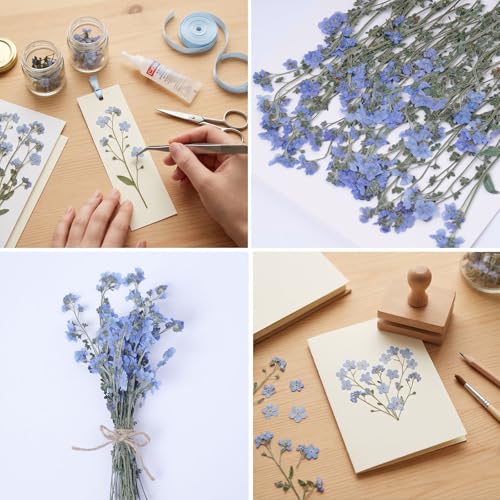 48 Pcs Natural Dried Pressed Forget-me-not Flowers for Wedding Cake Decorating, Real Dry Flower for Resin Jewelry Making, DIY Bookmarks Art Crafts(Forget-me-not) - color: Forget-me-not