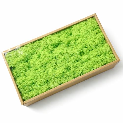 Preserved Reindeer Moss, 17.64oz Natural Decorative for Home Decor, DIY Crafts, Moss Wall Art, Terrariums, Floral Arrangements, Wedding & Holiday Decorations (Light Green) - color: Light Green