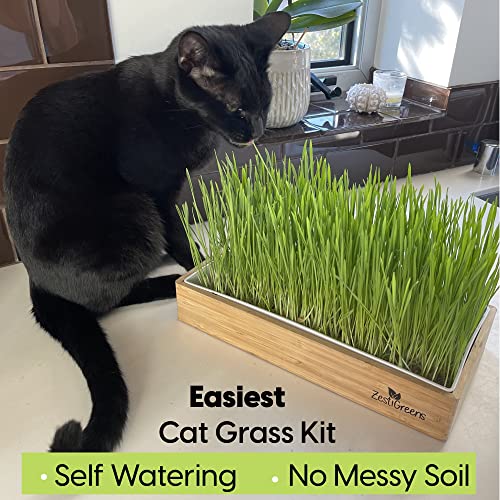 Self-Watering Cat Grass Kit – Grow Fresh, Living Cat Grass at Home in 5–7 Days | No Soil, No Mess | Organic Wheatgrass Seeds | Large Reusable Indoor Tray - color: Self Watering Cat Grass Kit
