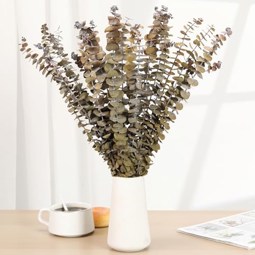 Tavkite 16 Pcs Dried Eucalyptus Stems, 17'' Natural Fresh Eucalyptus Leaves Branches Hanging for Shower, Preserved Real Yellow Plant Live for Home SPA Wall Bathroom Wedding Party Vase Decor - color: Yellow